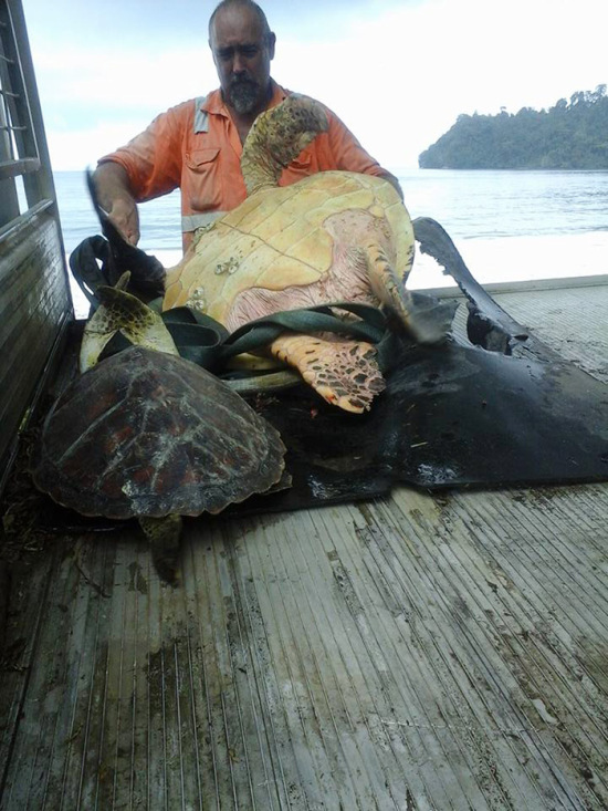 Man Purchases Sea Turtles So He Can Set Them Free (4 pics)