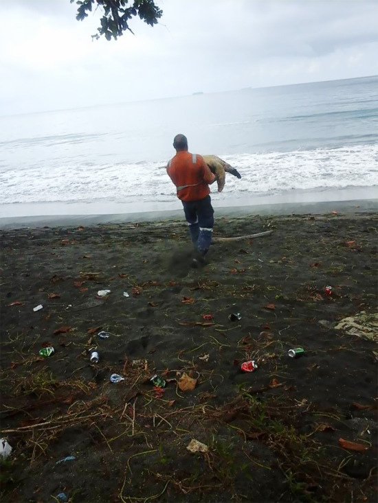 Man Purchases Sea Turtles So He Can Set Them Free (4 pics)