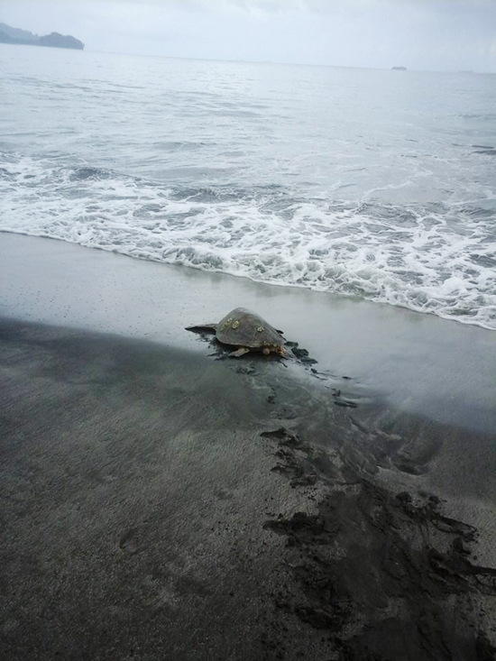 Man Purchases Sea Turtles So He Can Set Them Free (4 pics)