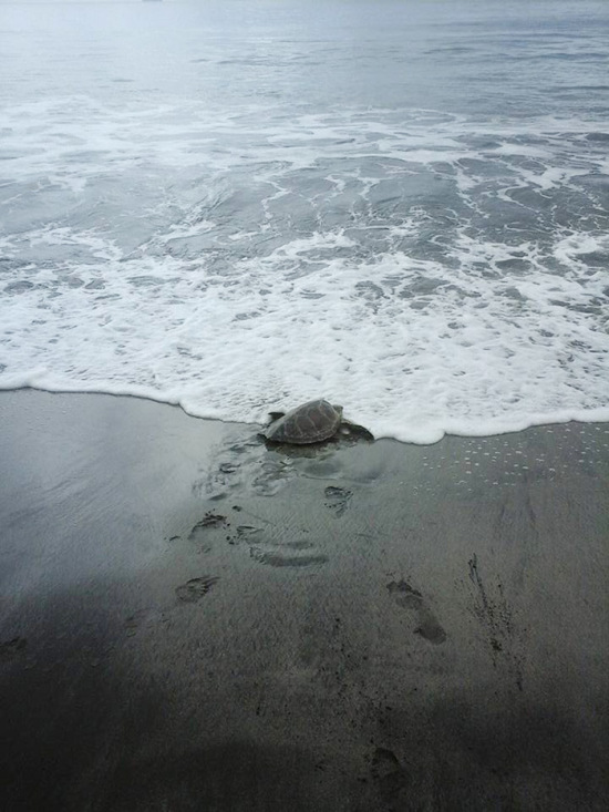 Man Purchases Sea Turtles So He Can Set Them Free (4 pics)