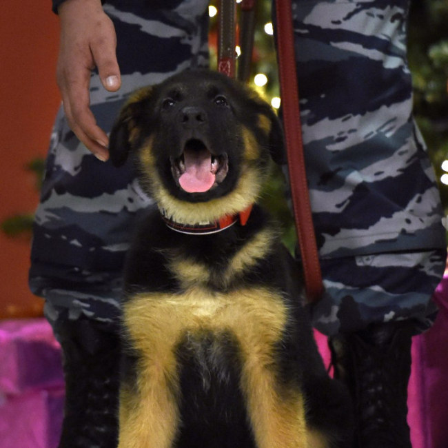 Russia Gives Paris A Puppy In Response To Recent Attacks (5 pics)