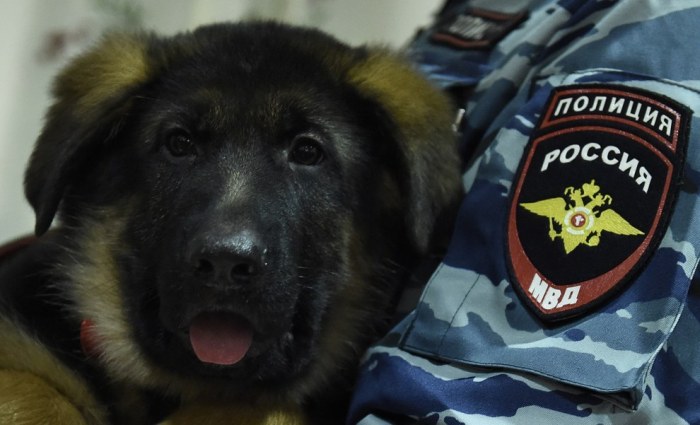 Russia Gives Paris A Puppy In Response To Recent Attacks (5 pics)