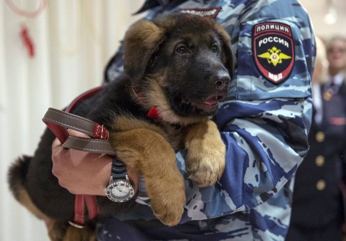 Russia Gives Paris A Puppy In Response To Recent Attacks (5 pics)
