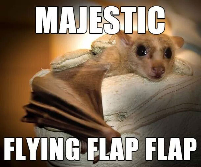 Alternate Names For Animals That We Should Consider Using (29 pics)
