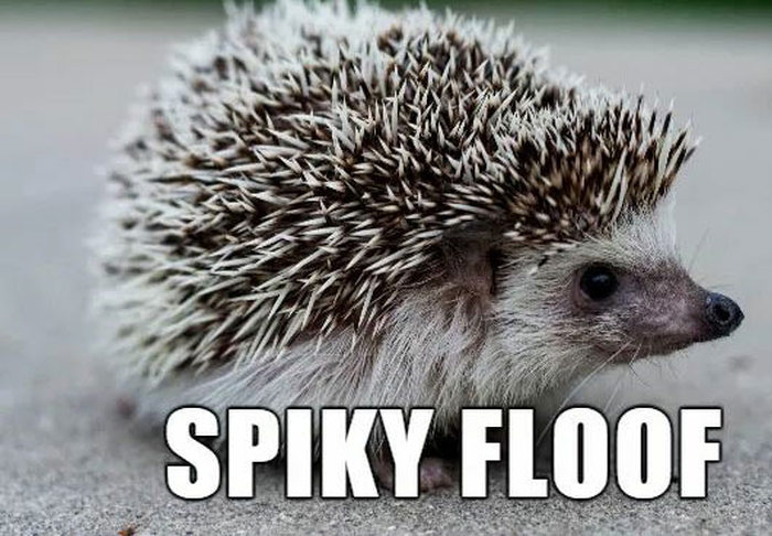Alternate Names For Animals That We Should Consider Using (29 pics)