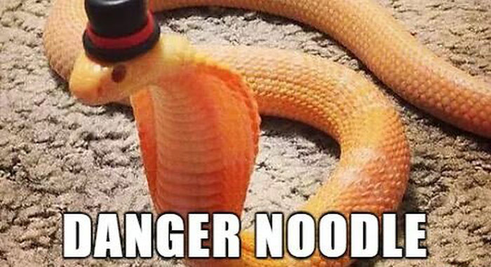 Alternate Names For Animals That We Should Consider Using (29 pics)