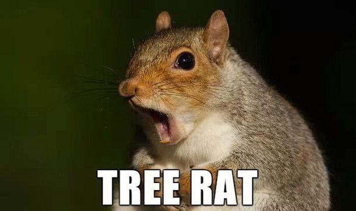 Alternate Names For Animals That We Should Consider Using (29 pics)