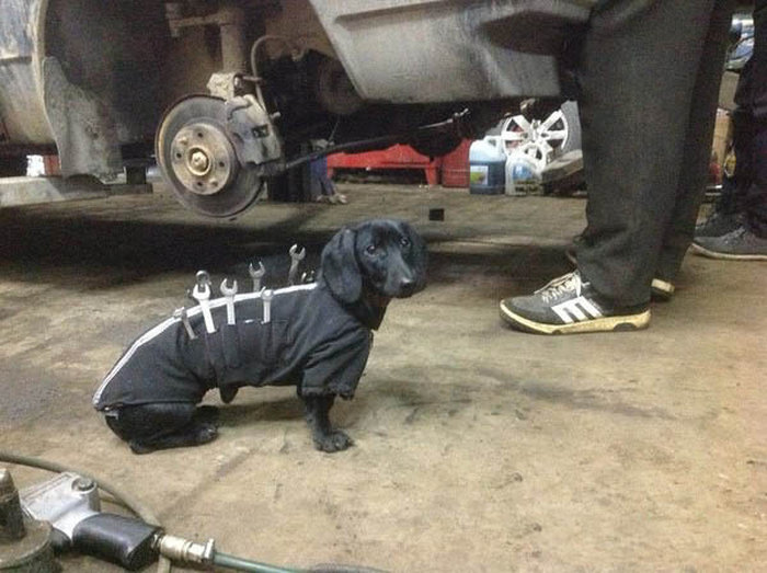 Don't Worry, This Dog Is A Professional (4 pics)