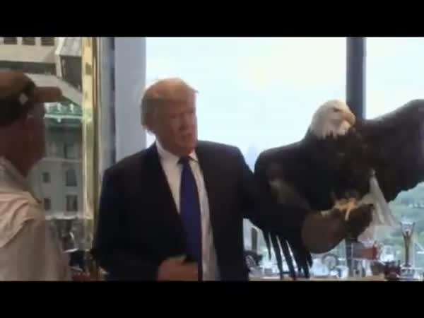 Eagle Named Uncle Sam Attacked Donald Trump