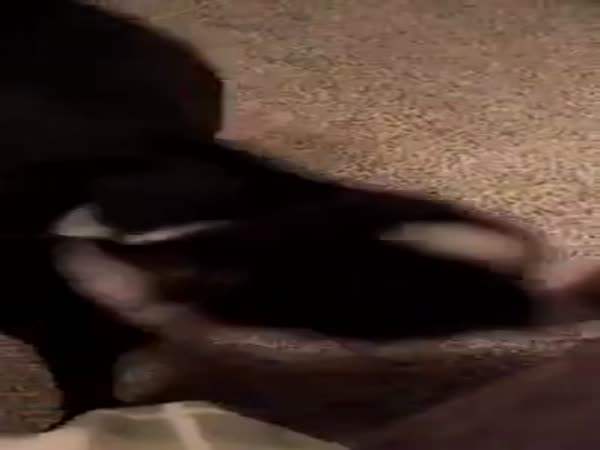 Dog Has Some Awesome Dance Moves