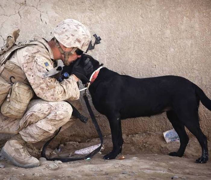 A Day Inside The Life Of A Military Dog (73 pics)