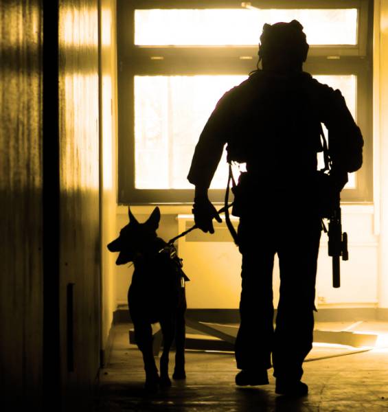 A Day Inside The Life Of A Military Dog (73 pics)