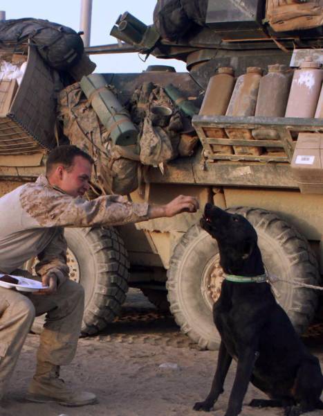 A Day Inside The Life Of A Military Dog (73 pics)