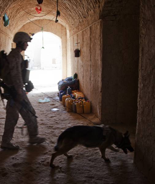 A Day Inside The Life Of A Military Dog (73 pics)