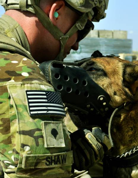 A Day Inside The Life Of A Military Dog (73 pics)
