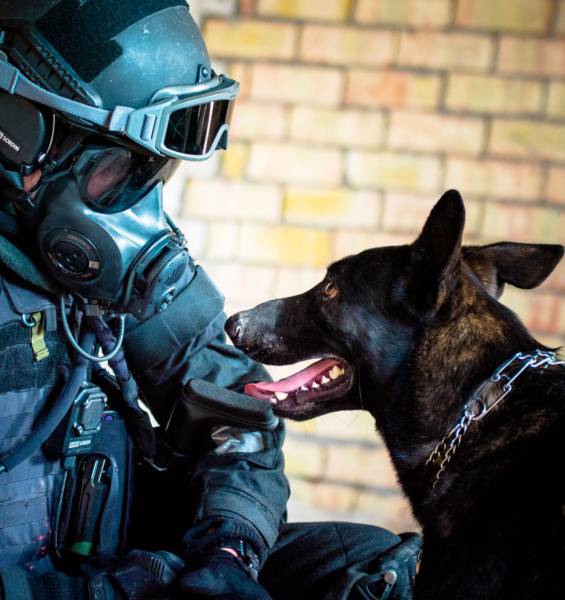 A Day Inside The Life Of A Military Dog (73 pics)