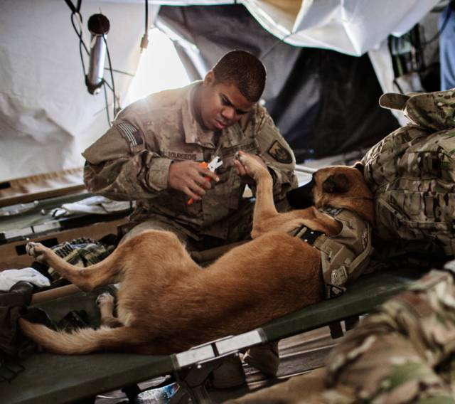 A Day Inside The Life Of A Military Dog (73 pics)
