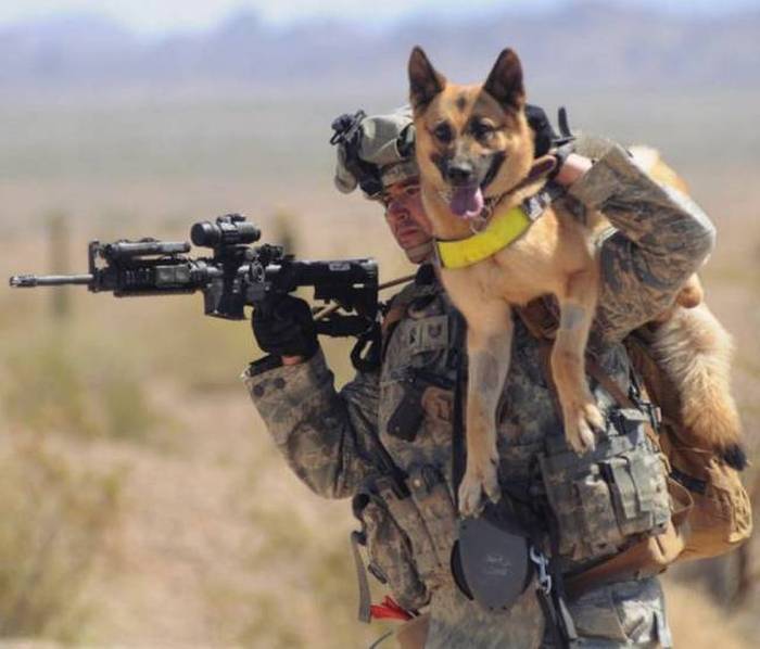 A Day Inside The Life Of A Military Dog (73 pics)