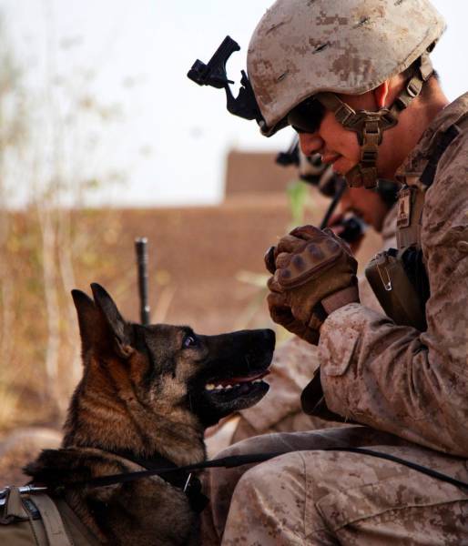 A Day Inside The Life Of A Military Dog (73 pics)