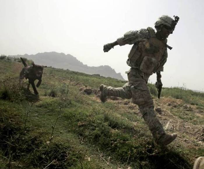 A Day Inside The Life Of A Military Dog (73 pics)
