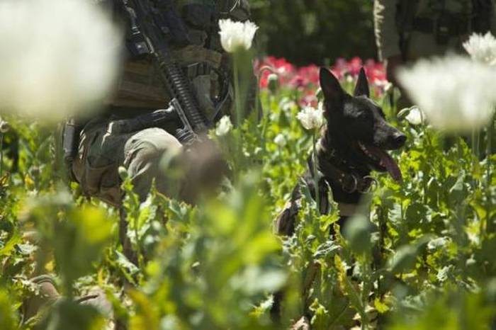 A Day Inside The Life Of A Military Dog (73 pics)