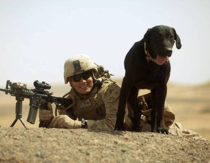 A Day Inside The Life Of A Military Dog (73 pics)