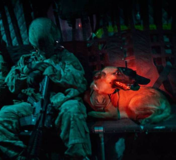 A Day Inside The Life Of A Military Dog (73 pics)