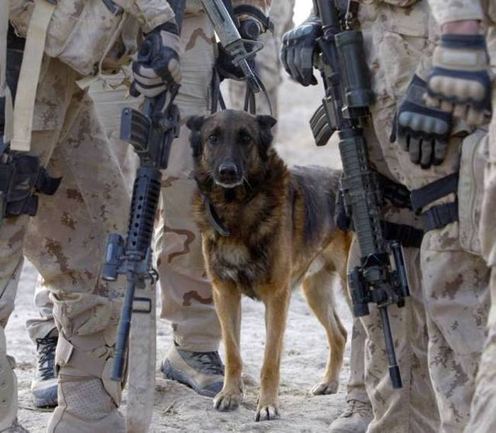 A Day Inside The Life Of A Military Dog (73 pics)