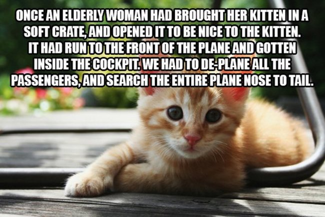 Flight Attendants Reveal The Craziest Things They've Ever Seen On A Plane (16 pics)
