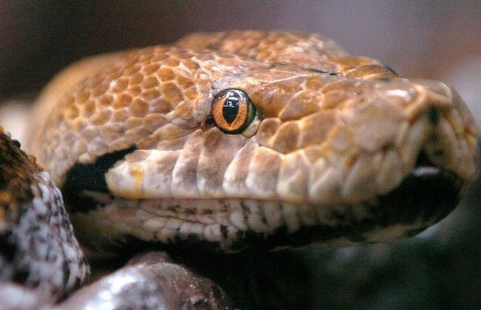 See How A Python Digests Other Animals (6 pics)
