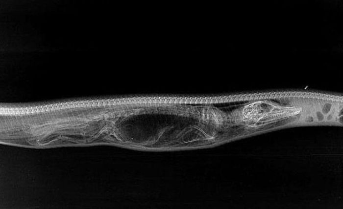 See How A Python Digests Other Animals (6 pics)