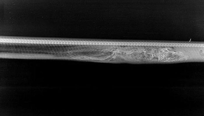 See How A Python Digests Other Animals (6 pics)