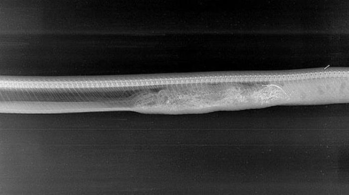 See How A Python Digests Other Animals (6 pics)