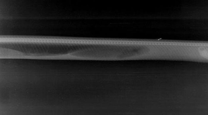 See How A Python Digests Other Animals (6 pics)