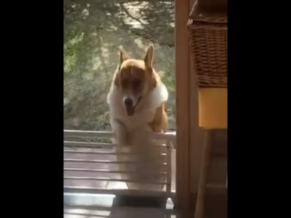 Corgi Fails At Hopping Over Fence