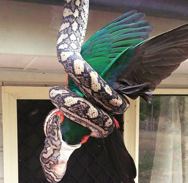 Photographer Captures A Python Swallowing A Parrot Whole (4 pics)