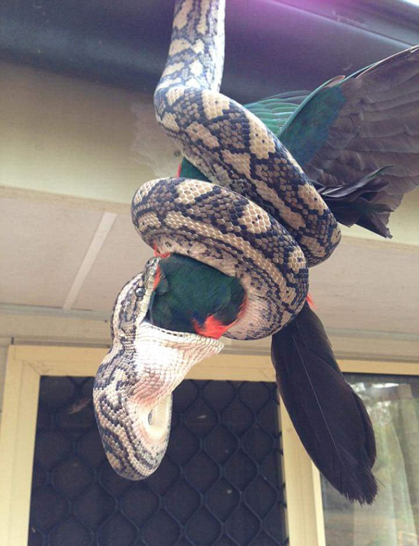 Photographer Captures A Python Swallowing A Parrot Whole (4 pics)