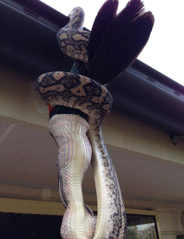 Photographer Captures A Python Swallowing A Parrot Whole (4 pics)