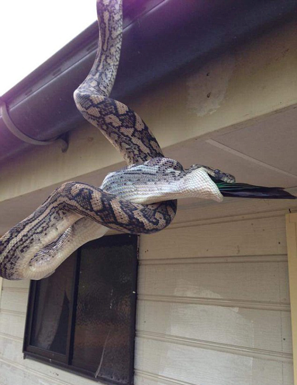 Photographer Captures A Python Swallowing A Parrot Whole (4 pics)