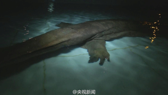 A 200 Year Old Giant Salamander Has Been Discovered In China (4 pics)