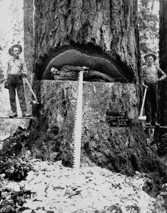 Vintage Photos Of US Loggers Doing What They Do Best (15 pics)