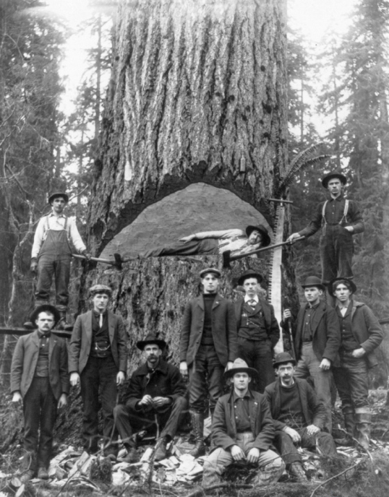 Vintage Photos Of US Loggers Doing What They Do Best (15 pics)