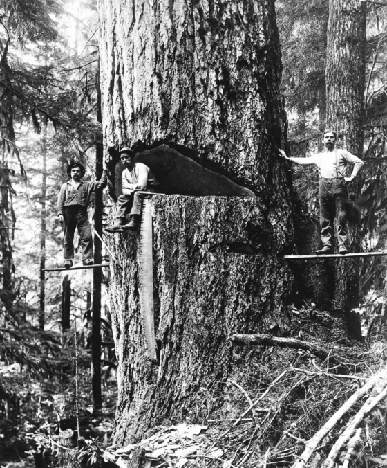 Vintage Photos Of US Loggers Doing What They Do Best (15 pics)