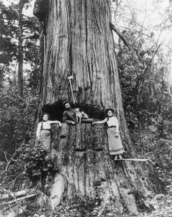 Vintage Photos Of US Loggers Doing What They Do Best (15 pics)