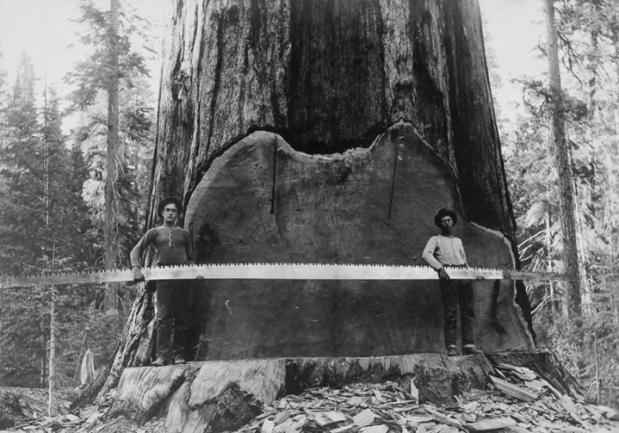 Vintage Photos Of US Loggers Doing What They Do Best (15 pics)