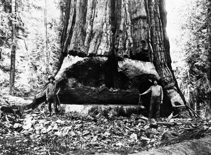 Vintage Photos Of US Loggers Doing What They Do Best (15 pics)