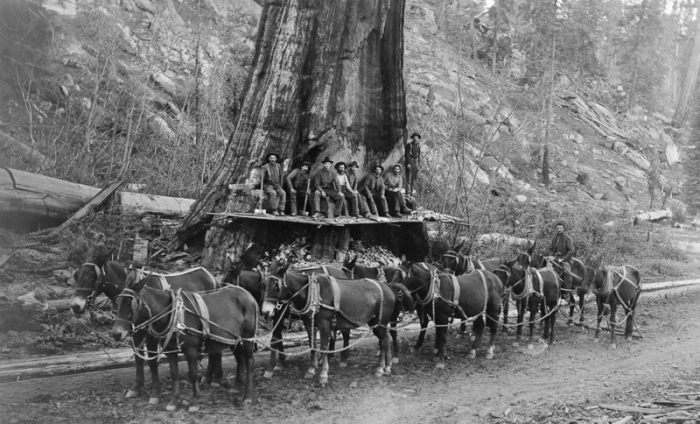 Vintage Photos Of US Loggers Doing What They Do Best (15 pics)