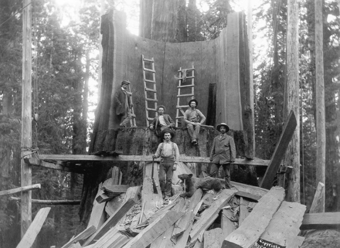 Vintage Photos Of US Loggers Doing What They Do Best (15 pics)