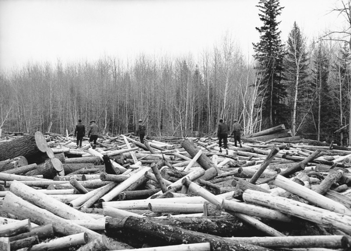 Vintage Photos Of US Loggers Doing What They Do Best (15 pics)