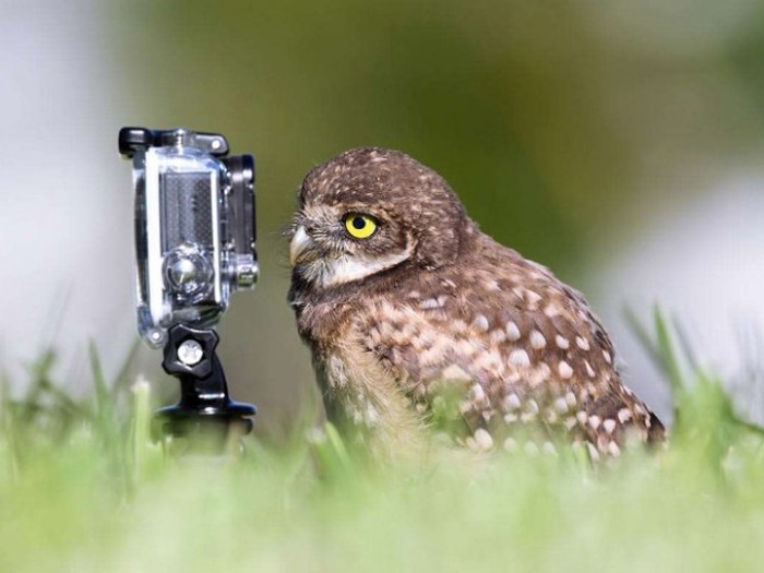 All Of The Best Pictures From The Comedy Wildlife Photography Awards (19 pics)